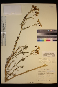 Senecio flaccidus var. douglasii image